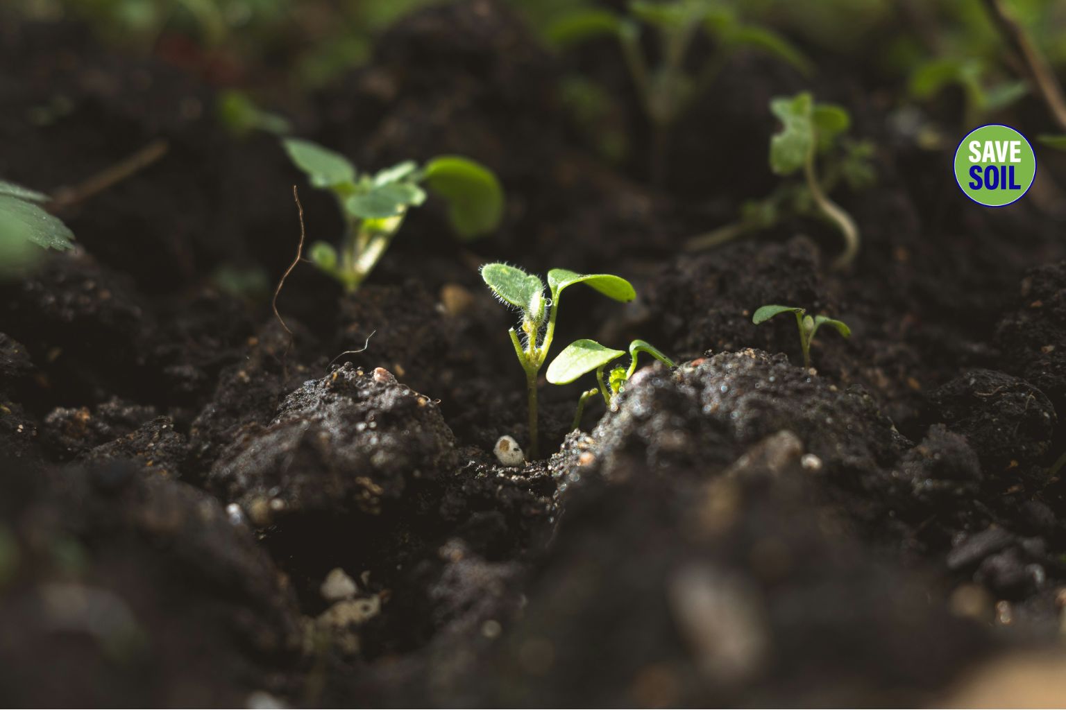Save Soil